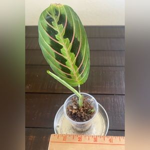 Red Maranta Leuconeura Prayer Plant